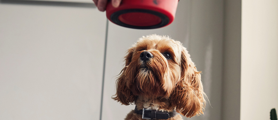 犬のえさやりイメージ画像